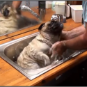 This Pug Will Get You Through Your Monday [VIDEO]