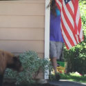 Bear And Human Man Freak Each Other Out [VIDEO]