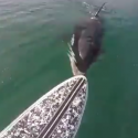 Whale Spares Man’s Life [VIDEO]