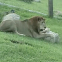 Ex-Circus Lion Feels Grass For The Very First Time [VIDEO]