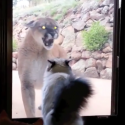 This Cat Does Not Care About This Mountain Lion [VIDEO]