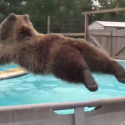 This Massive Bear Just Wants To Swim [VIDEO]