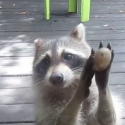 Polite Raccoon Knocks For More Treats [VIDEO]