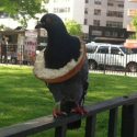 Bagel Pigeon Giving Pizza Rat A Run For Its Money? [PHOTO]