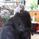 KoKo The Sign Language Speaking Gorilla Just Adopted Two Kittens [VIDEO]