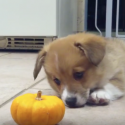 This Corgi Puppy DOES NOT Like This Pumpkin [VIDEO]