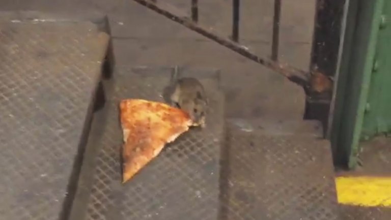 Pizza Rat Picture