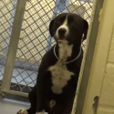 Watch This Dog’s Reaction When He’s Adopted [VIDEO]