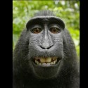 Lawsuit Ends With Monkey Not Owning Copyright To His Selfie [VIDEO]