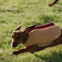 The Cutest Big Game Commercial So Far! [VIDEO]