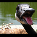 Crazy Hormonal Geese Are Back In Town [VIDEO]