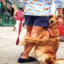 Friendly Golden Retriever Loves To Hug