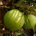 Time To Stock Up On Coconut Oil Before It Disappears