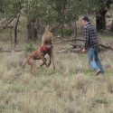 WTF NEWS: Man Boxing A Kangaroo To Save His Dog [VIDEO]